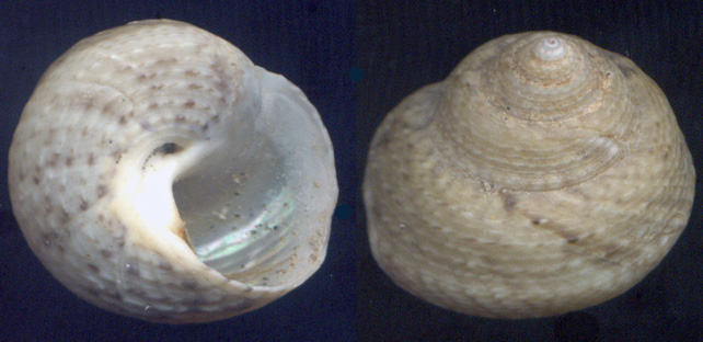 Gibbula albida